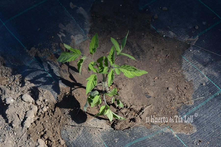 ¿ Nos acompañáis a sembrar los Tomates con Sabor ?