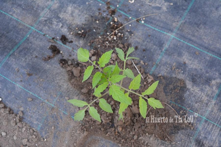 ¿ Nos acompañáis a sembrar los Tomates con Sabor ?