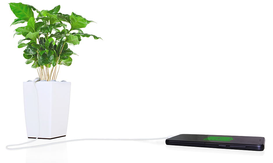Emprendedores canarios crean una maceta que puede cargar la batería del móvil