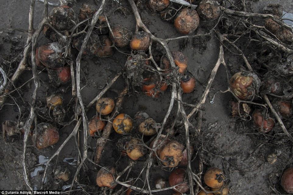 vivir cerca de un volcán