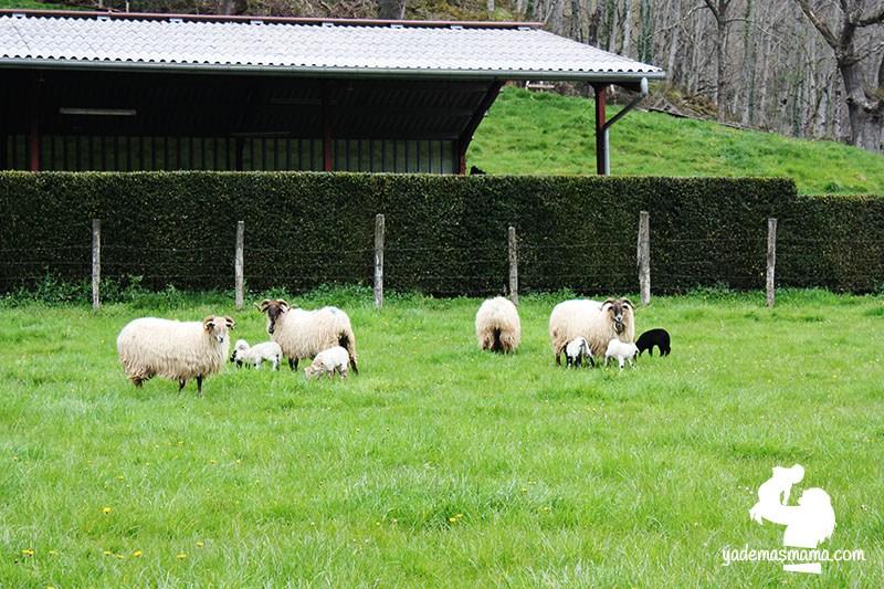 ovejas en el campo