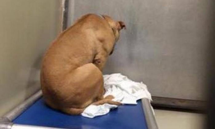 perro Pitbull está triste