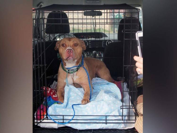 perro Pitbull está triste