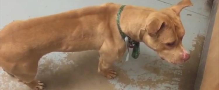 perro Pitbull está triste