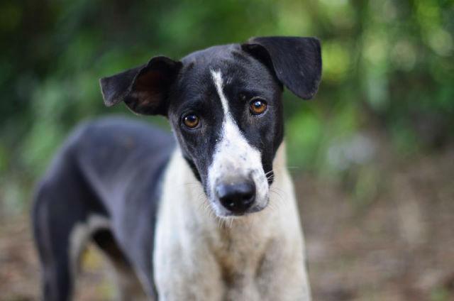 Foto_Perros_Tailandia 3