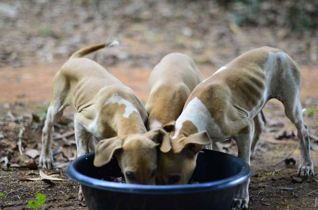 Foto_Perros_Tailandia
