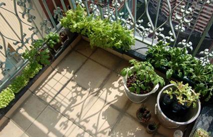 Verduras en el balcón