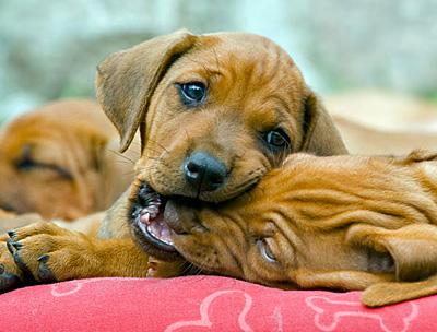 cachorros jugando a morderse