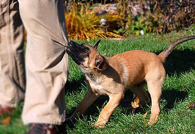 evitar que un cachorro muerda a personas