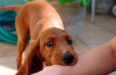 socializar a un cachorro para que no muerda