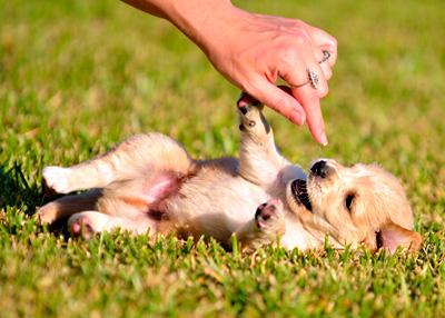 cachorrito feliz