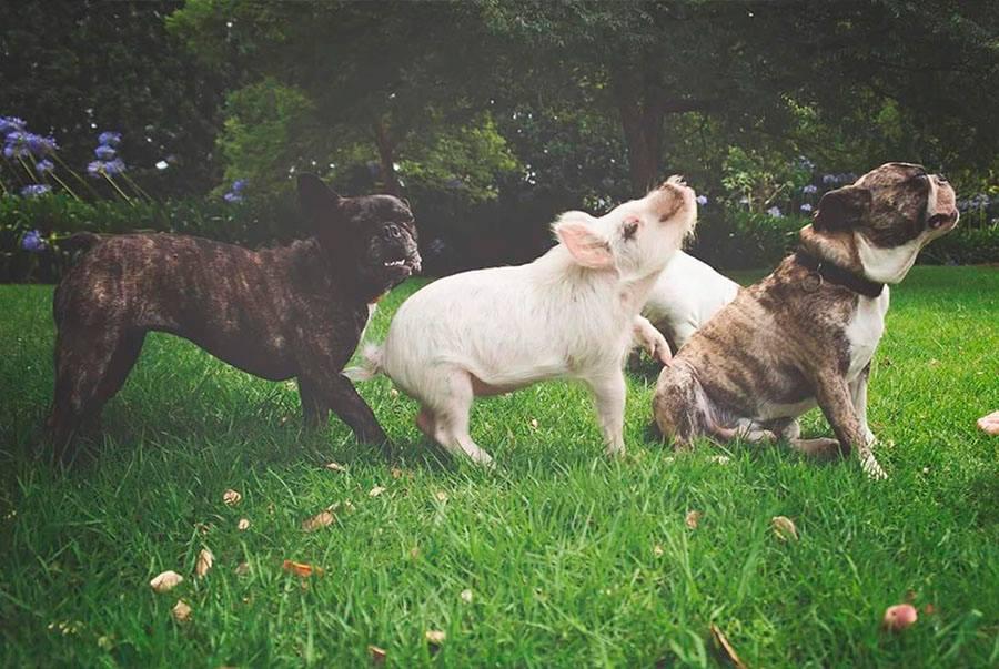 Foto_Cerdito_Perros_Amistad 5