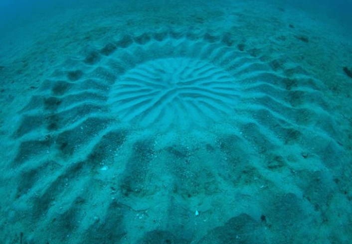 Misteriosos círculos bajo el agua
