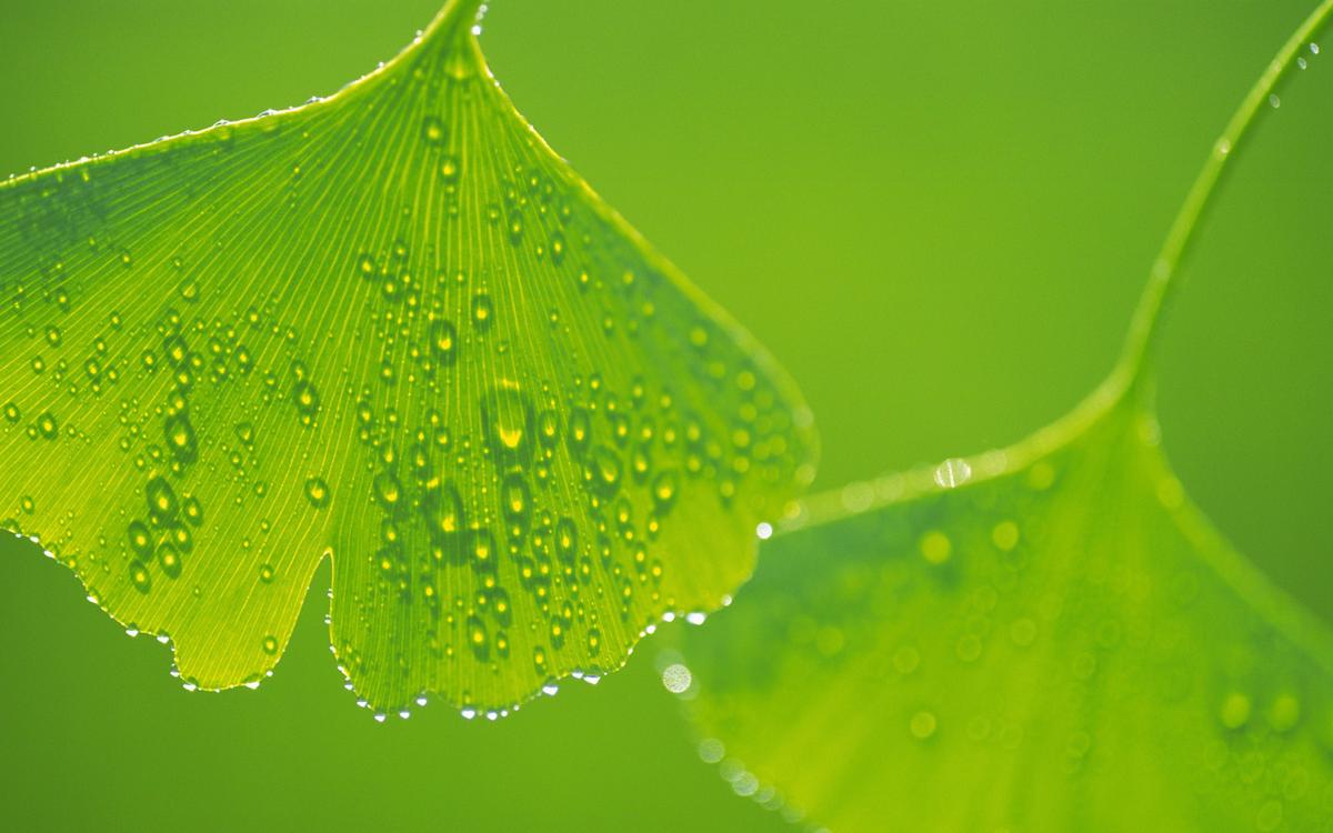 Gingko biloba rendimiento mental