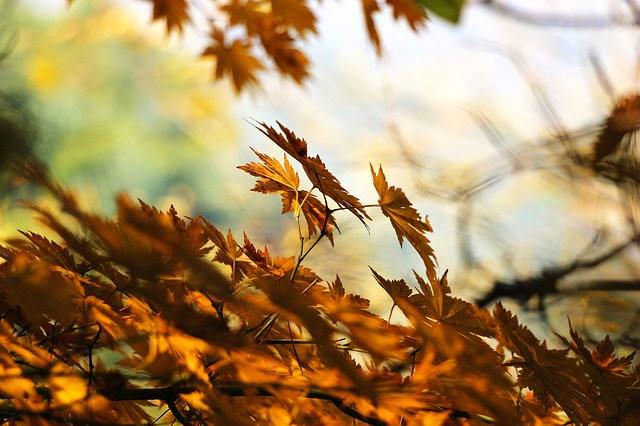 otoño feng shui