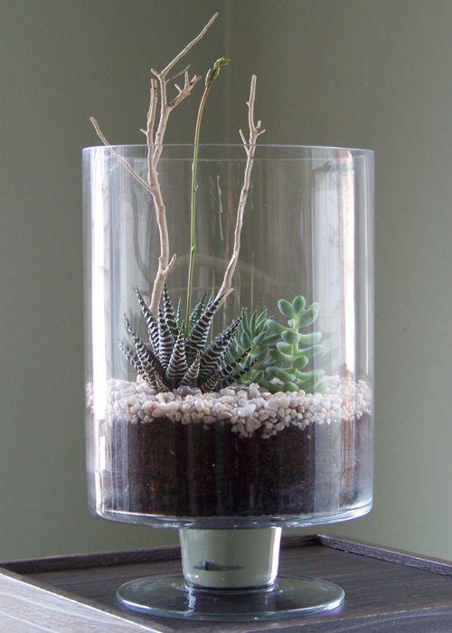 Terrarium 3