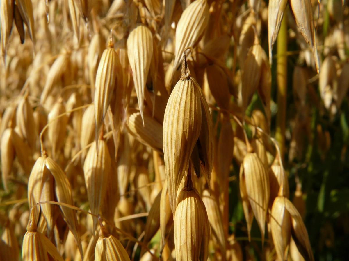 avena - beneficios de la avena - dietas para adelgazar