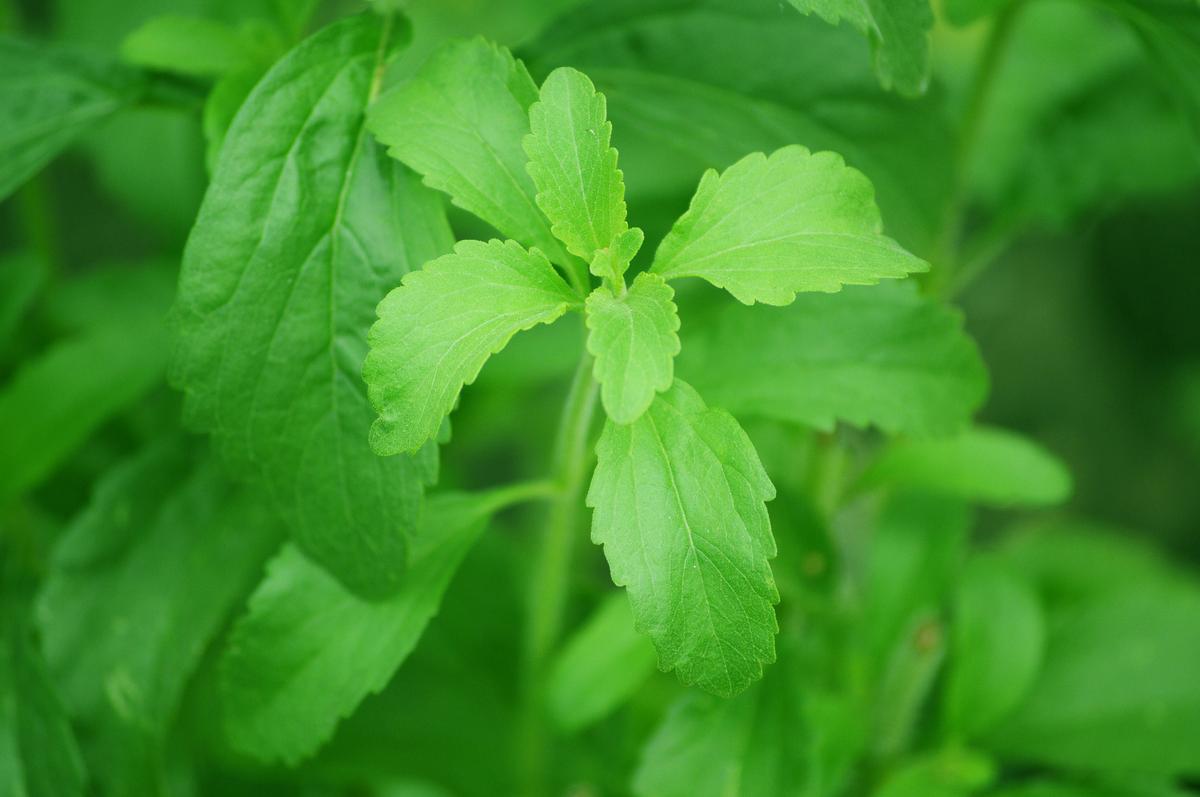 planta de stevia - beneficios de la avena - dietas para adelgazar