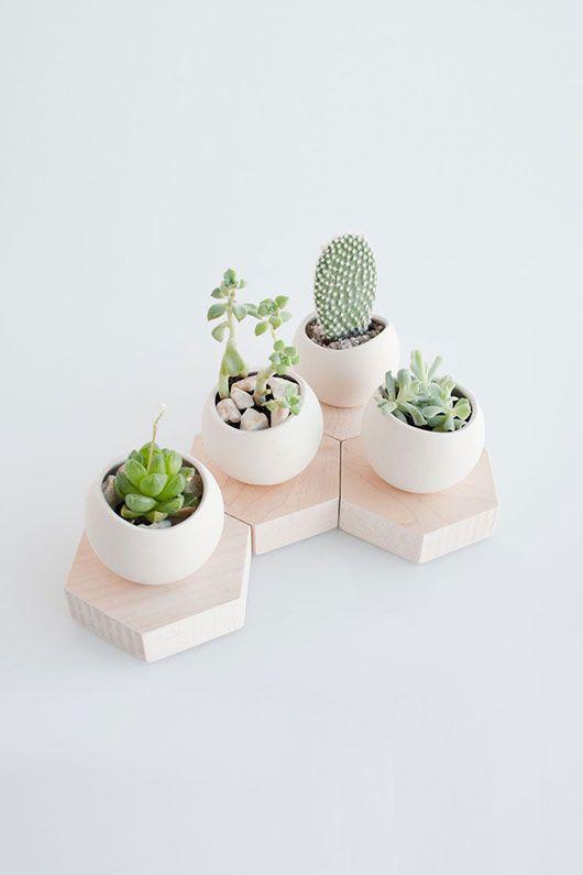 Decorar con cactus detalle de una composición