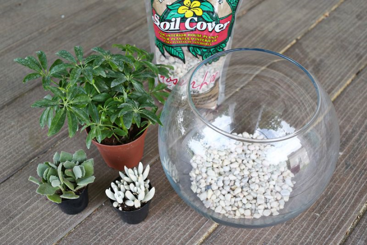 Decorar con cactus materiales para el DIY