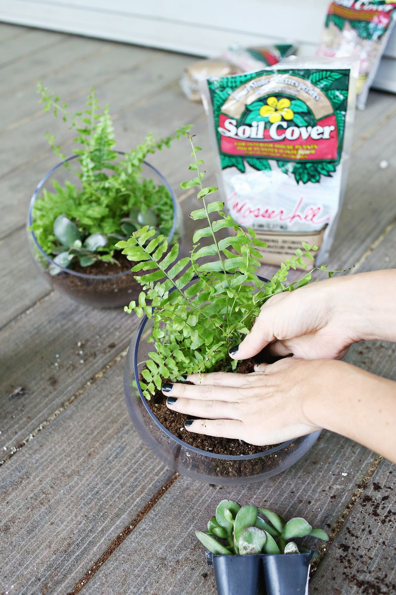Decorar con cactus, paso a paso para el DIY