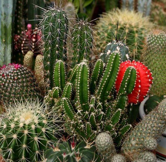 Decorar con cactus, tipo de cactus