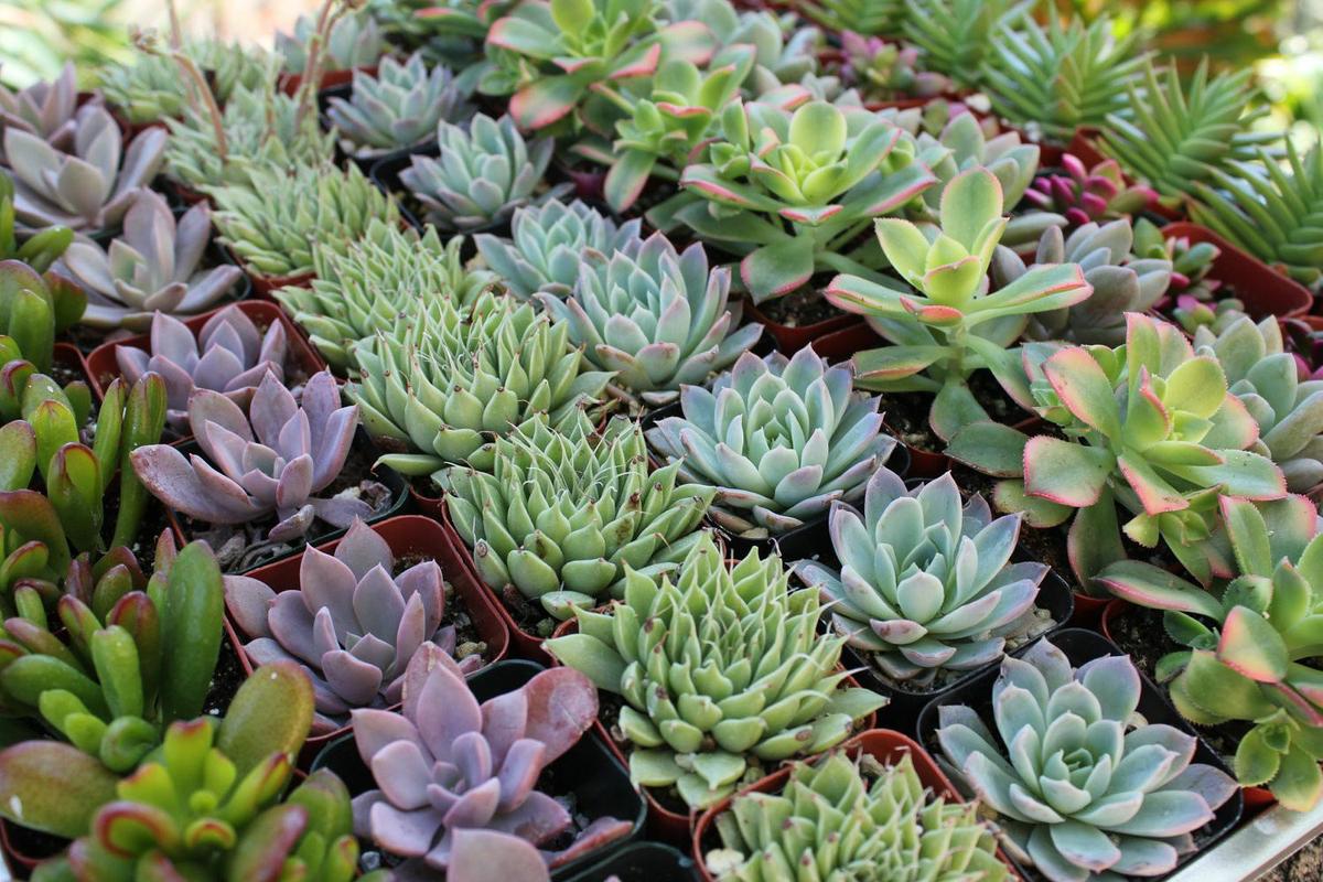 Decorar con cactus, tipo de cactus
