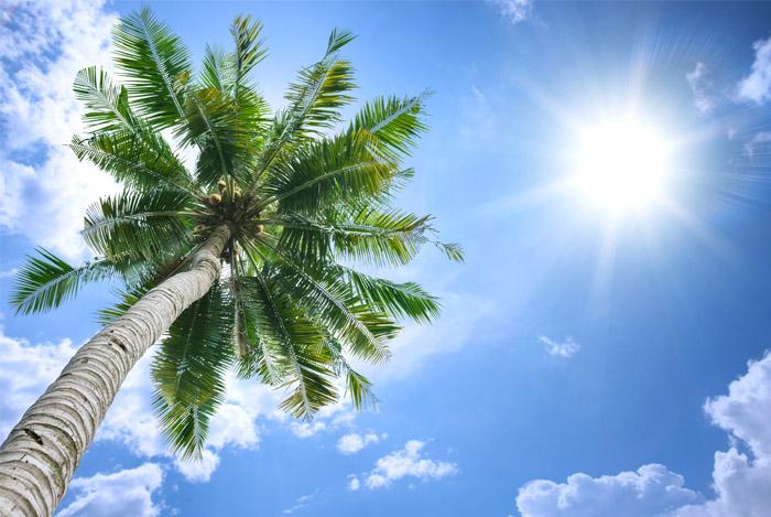 palmera coco
