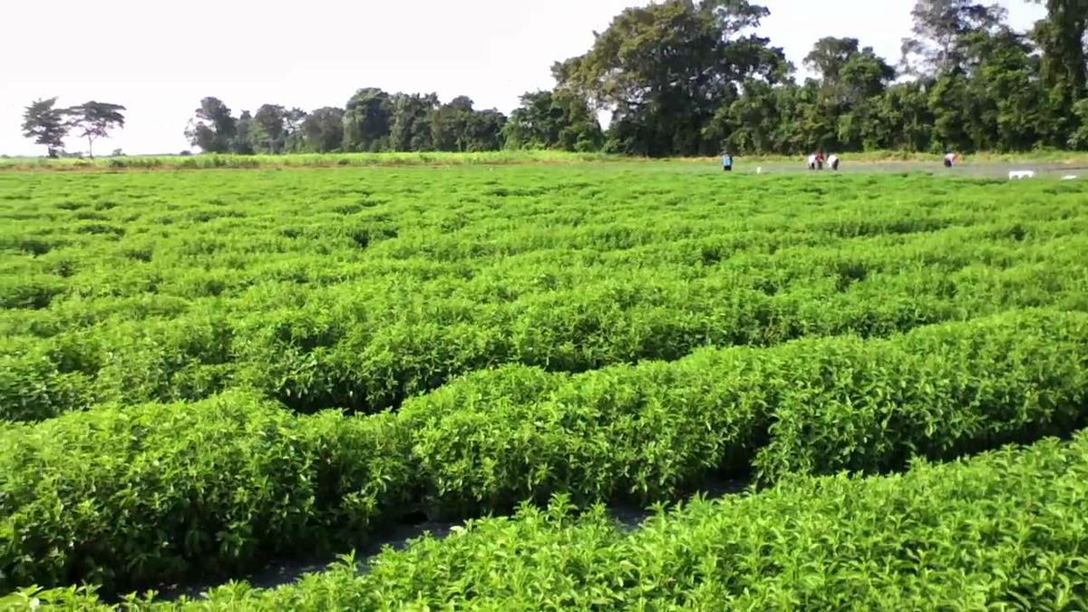 Plantación de Stevia en España