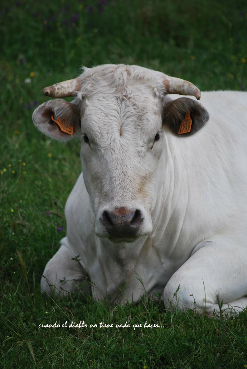 Fauna de la zona