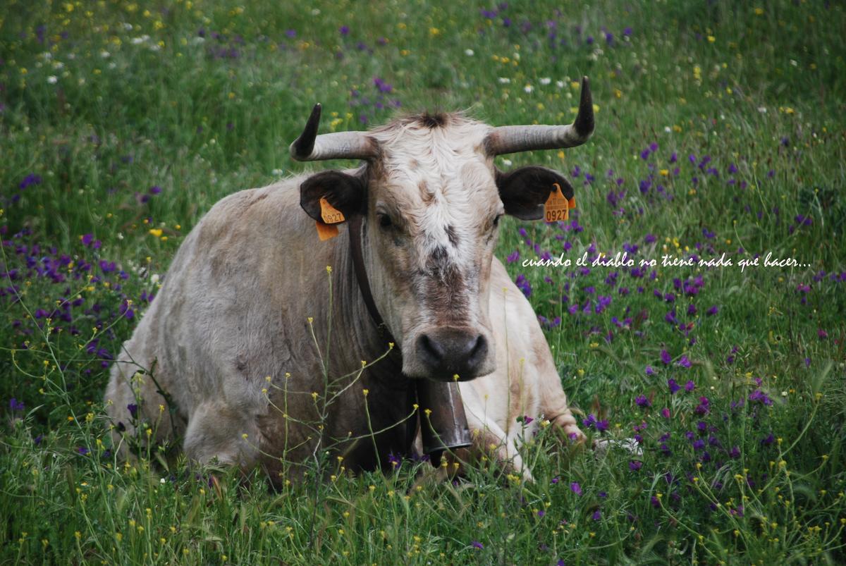 Fauna de la zona