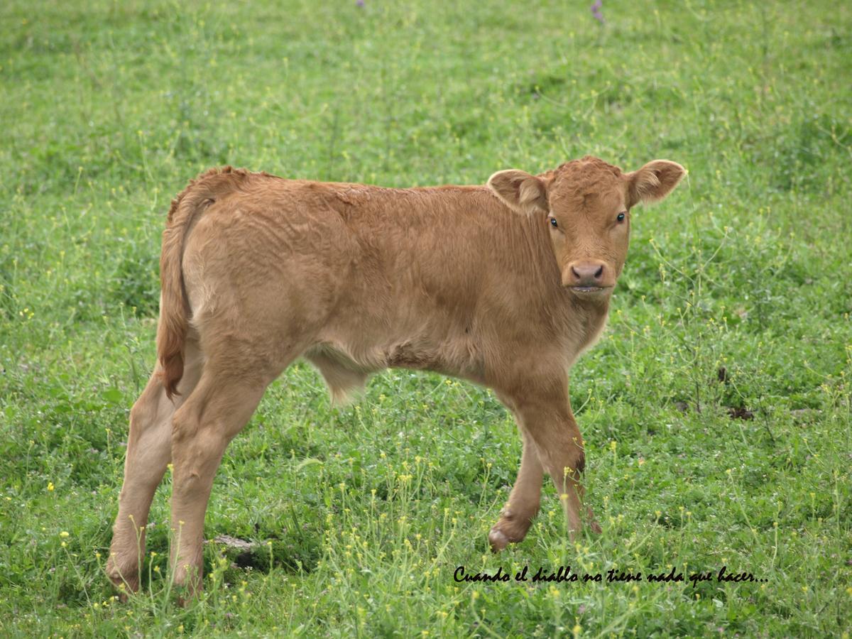 Fauna de la zona