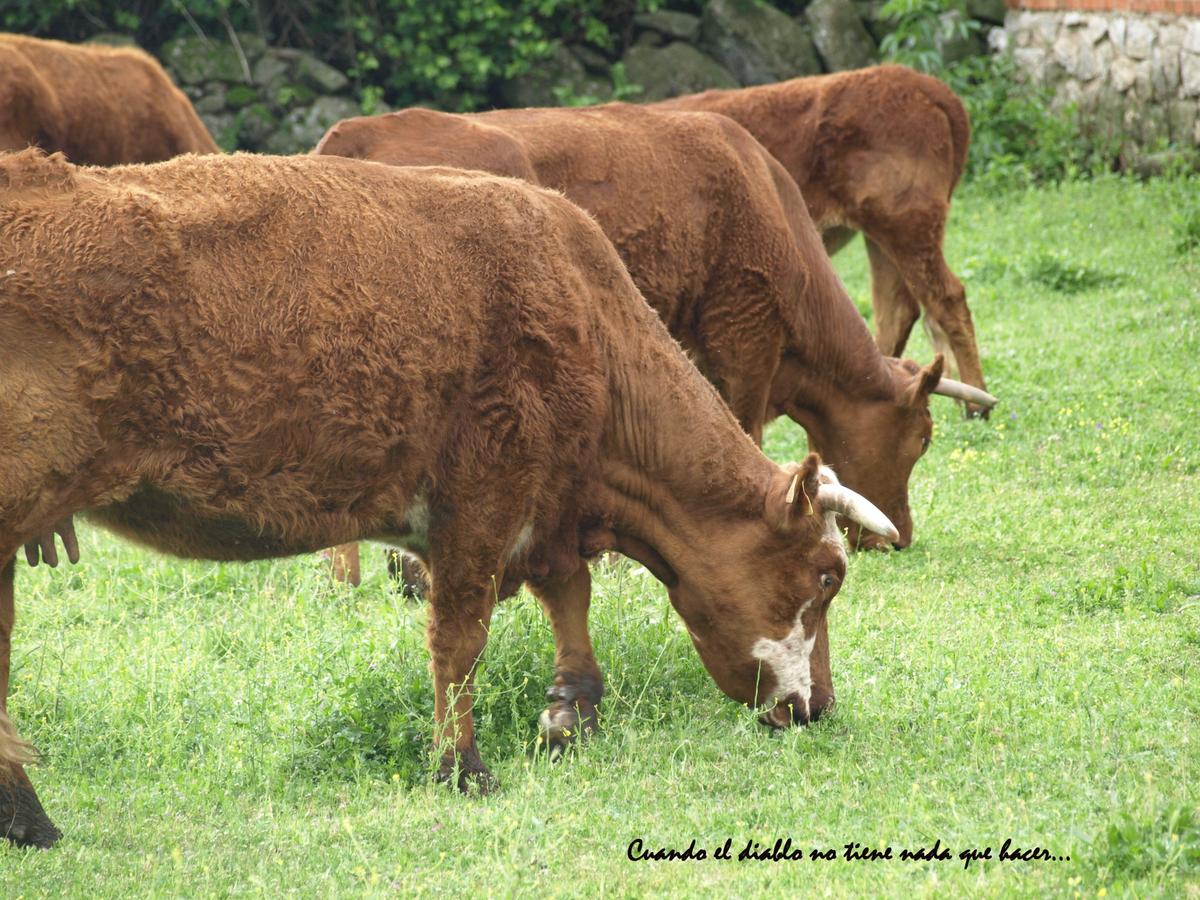 Fauna de la zona
