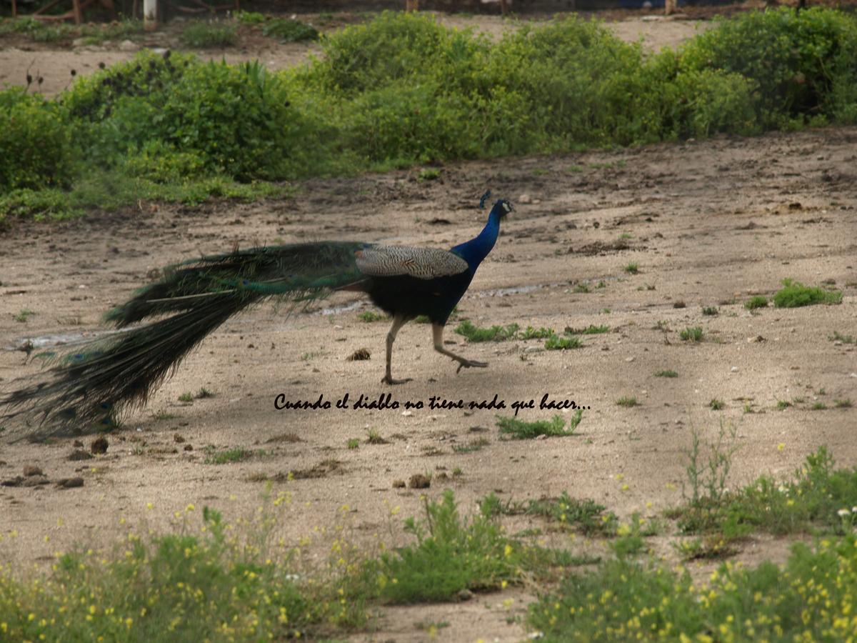 Fauna de la zona