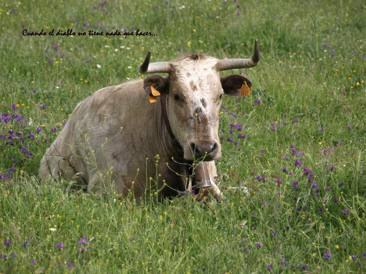Fauna de la zona