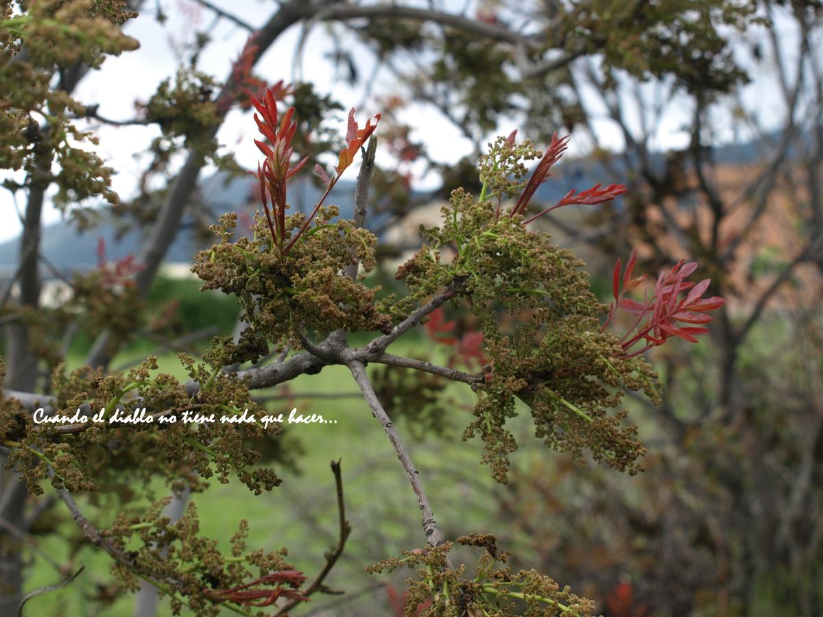 Flora de la zona