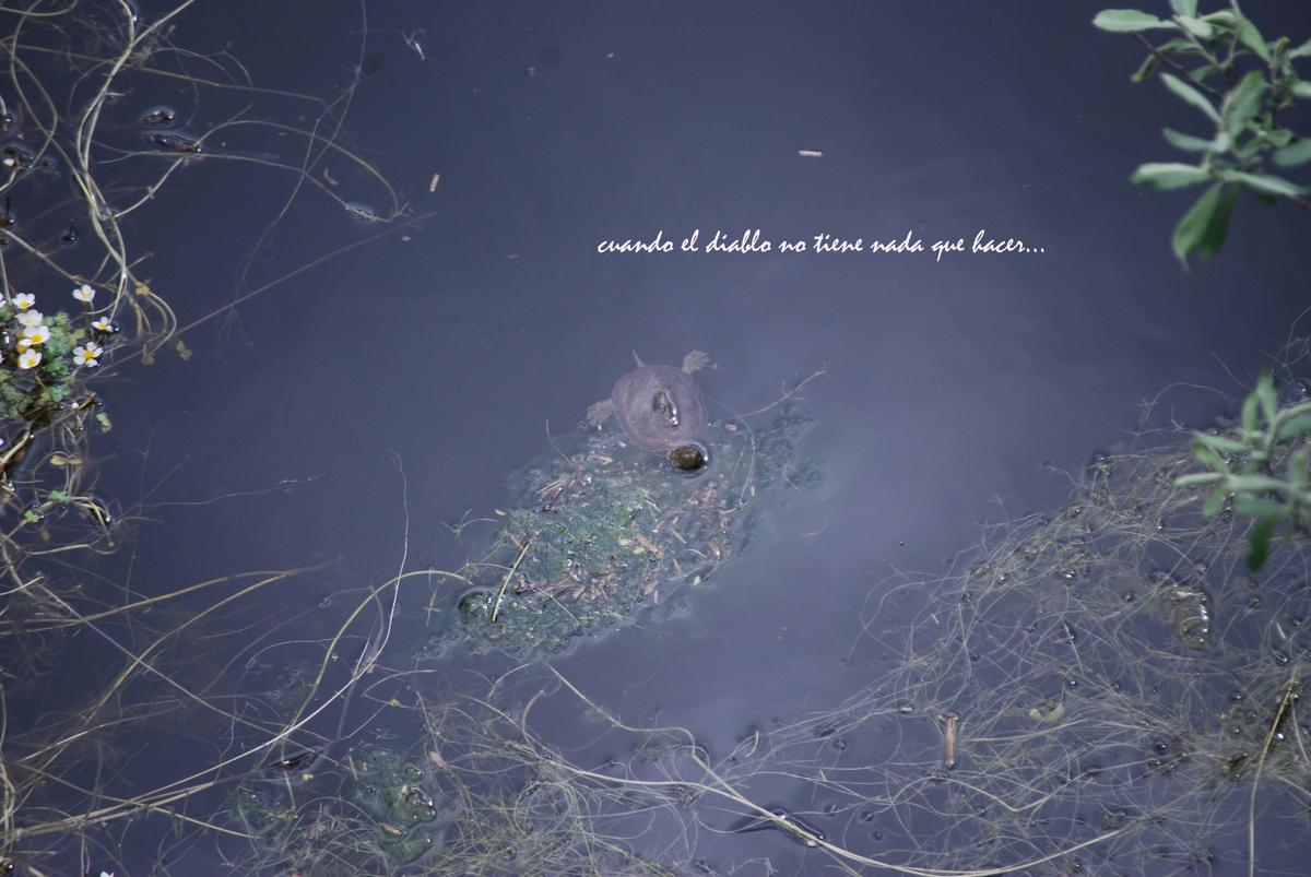Fauna de la zona