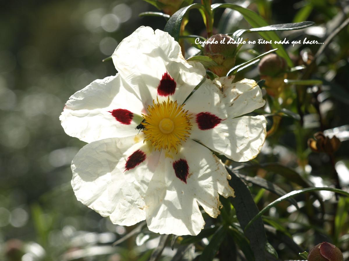Flora de la zona