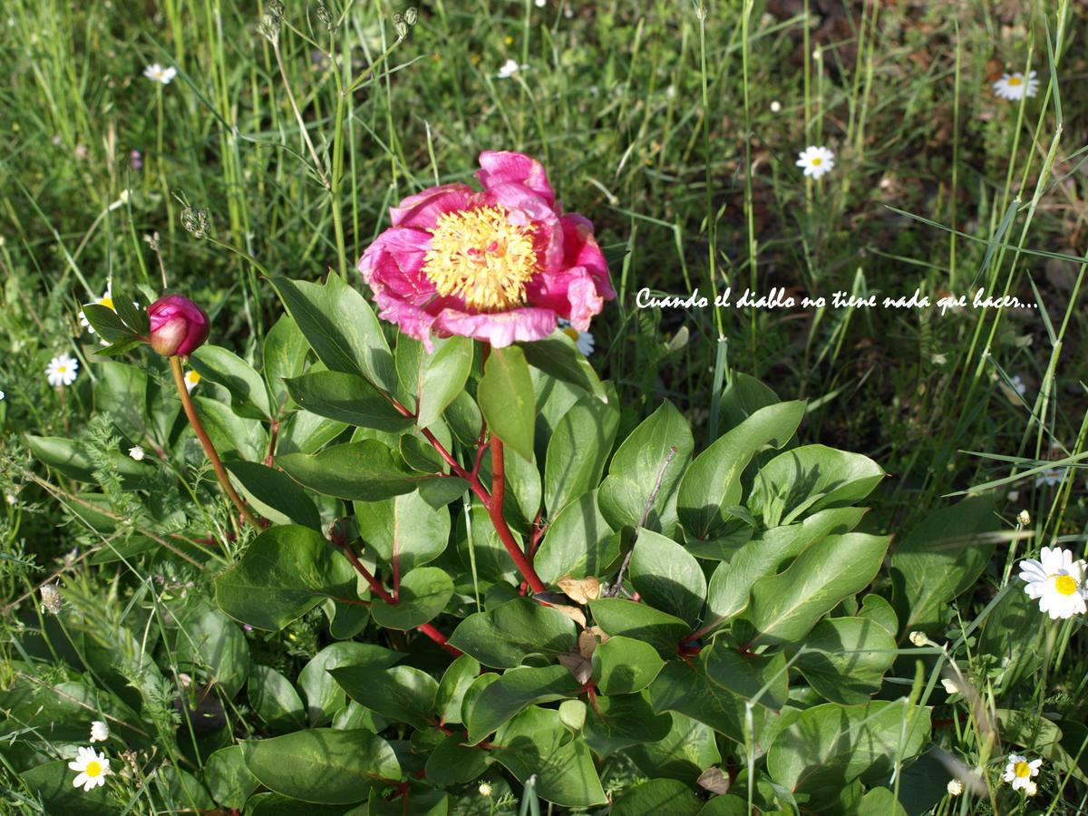 Flora de la zona
