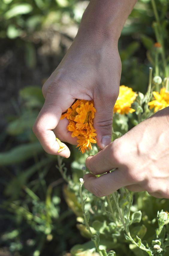 Recogiendo flores de Caléndula