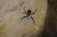 Camino a la mar o Camino a los Españoles