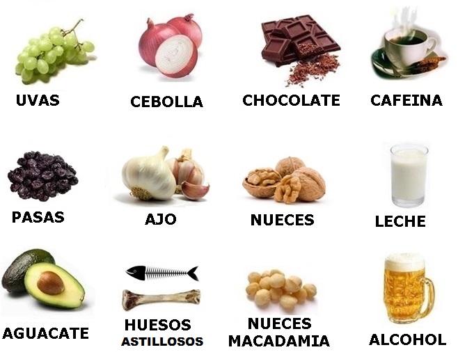 alimentos_toxicos