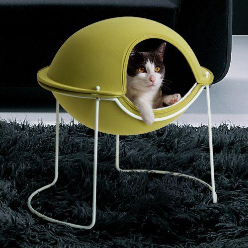 Los gatos son atraidos por las geopatías y alteraciones telúricas