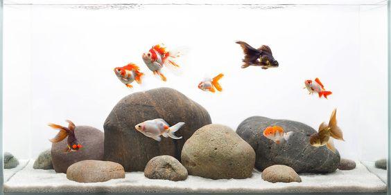 Feng Shui acuario peces