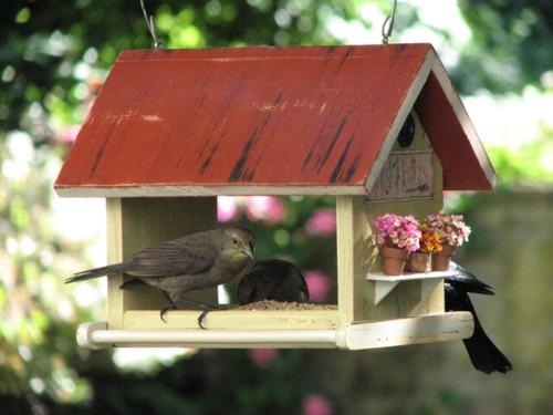 Un comedero exterior para pájaros atraerá la naturaleza exterior a nuestro hábitat