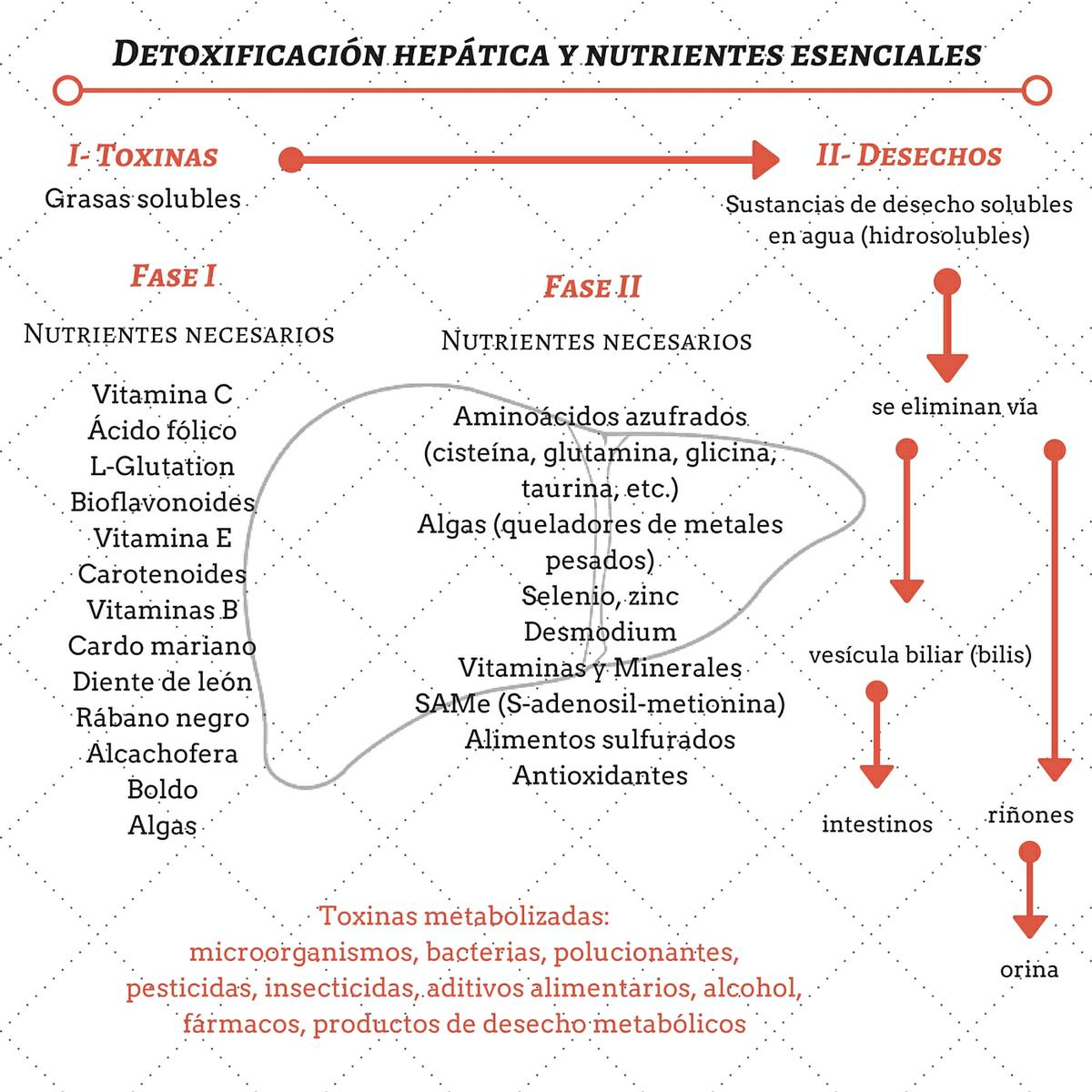 fases de la detox hepática