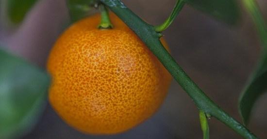 Naranjas. Alimentos que contienen ácido fólico. Anemia
