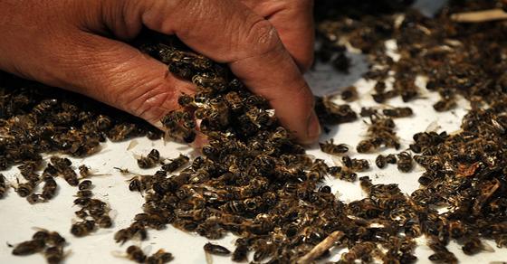 Bulgaria-AMBIENTE-PESTICIDAS-abejas-DEMO
