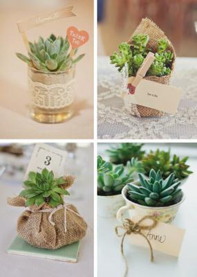 souvenirs-con-plantas-suculentas