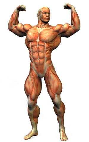 Muscle-man-anatomy